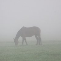 В тумане :: Mariya laimite