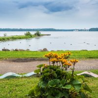 Цветы у озера :: Юлия Батурина