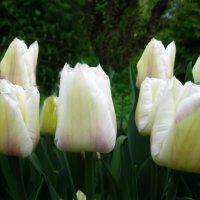 Свечи белых тюльпанов :: Ирина 
