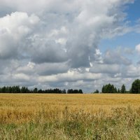 Август (ещё не скошено хлебное поле) :: Милешкин Владимир Алексеевич 