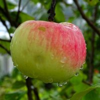 Яблочный урожай :: Милешкин Владимир Алексеевич 