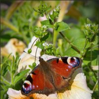 Яркая бабочка :: lady v.ekaterina