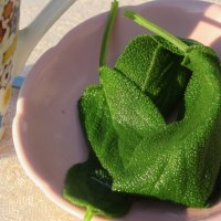 Чай с листочками  салвия :: Mariya laimite