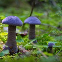 Фиолетовые грибы :: lady v.ekaterina