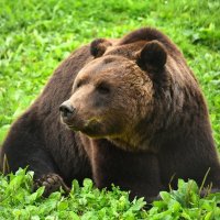 Бурый медведь :: Татьяна Каневская
