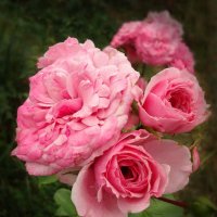 Розовые розы :: Ирина 