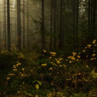 В осеннем лесу :: Валентин Котляров