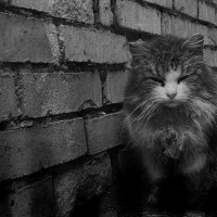 Уличный кот :: Денис Данилов