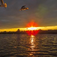 Чайки в лучах закатного солнца :: Сергей Цветков