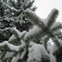 Голубая ель под снегом 2 :: Алексей Кузнецов