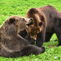 Нашепчу тебе на ушко ... :: Татьяна Каневская