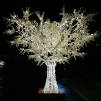 Светящееся дерево :: Наталья Жукова