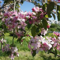 Яблоня в майском цвету :: Елена Павлова (Смолова)