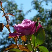 Осенняя роза :: Алла Рыженко