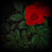 розы :: Evgenia Glazkova