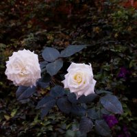 осенние розы :: Наталья Сазонова
