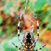 Лесной паук :: Алексей Бадовский