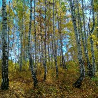 Красота осеннего леса :: Татьяна Котельникова