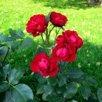Розы в Приморском парке. :: Валентина Жукова