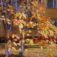 Осень раскрасила листья багрянцем . :: Мила Бовкун