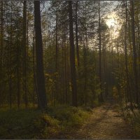 Осенний лес :: Таня Лу