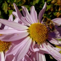 Пчела на цветочке . :: Мила Бовкун