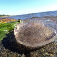 Беломорская медуза :: Ксения 