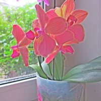 орхидея :: Лариса 