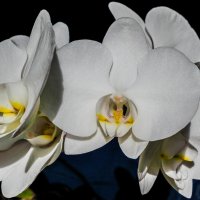 Орхидея :: Михаил Бояркин