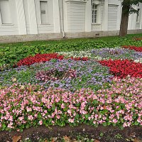 Цветы в парке. :: Валентина Жукова