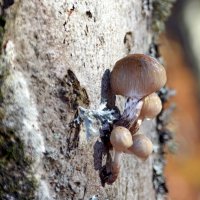 Волшебные грибочки из сказки осеннего леса :: Ольга Голубева