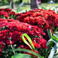 Красота осенних хризантем :: Тамара Бедай 