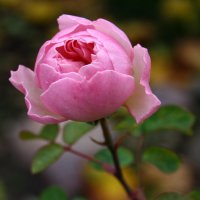 Роза в октябре. :: Любовь 