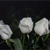 Белые розы 2 :: Юрий Васильев