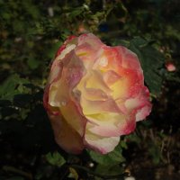 Очарование осенних роз :: Ирина 