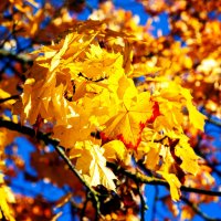 Осенние краски :: Айвар Удрис