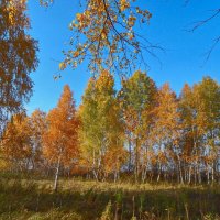 Как хорошо в гостях у Осени среди берёзок золотых! :: Елена (Elena Fly) Хайдукова