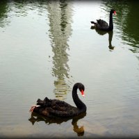 Черные лебеди :: Евгения Х