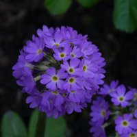 Фиолетовые цветы :: Дмитрий Лебедихин