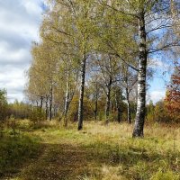 Грибной лес в октябре :: Милешкин Владимир Алексеевич 
