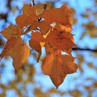 Листья желтеют и радостно падают от вздохов ветра.... :: Tatiana Markova