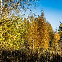 Осенний пейзаж :: Владимир Буравкин