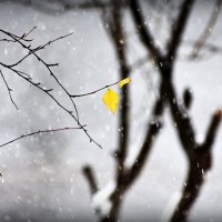 Первый снег.. :: Александр Шимохин