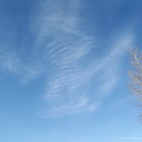 На что похожи облака? 4 - енот :: Светлана Рябова-Шатунова
