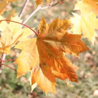 Осенний лист канадского клёна :: Вячеслав & Алёна Макаренины