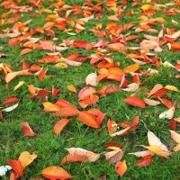 Разбросала листья осень :: wea *