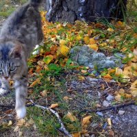 Вижу ориентир ! :: Мила Бовкун