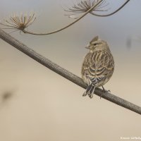 Хохлатая коноплянка :: Елена Швыдун