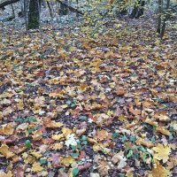 "На  ковре из жёлтых листьев.......вальс -бостон!" :: Виталий Селиванов 