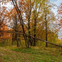 Пейзаж со сломанным деревом :: Александр Синдерёв